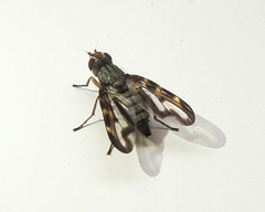 Otites lamed