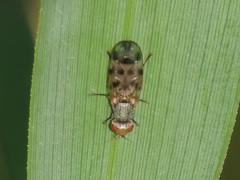 Melieria omissa