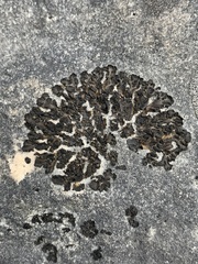 Lathagrium undulatum