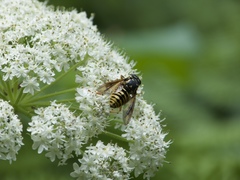 Temnostoma alternans