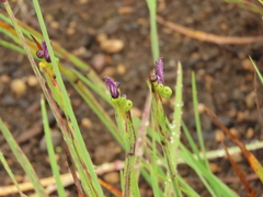 Sisyrinchium hitchcockii