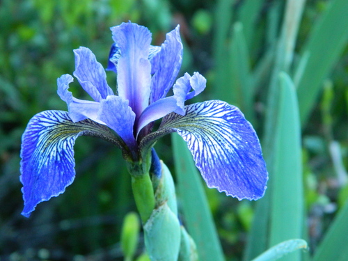 Iris versicolor