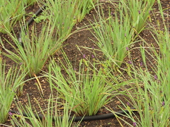 Sisyrinchium hitchcockii