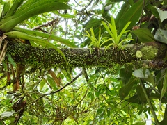 Peperomia rotundifolia
