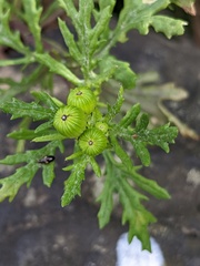 Senecio