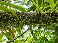 Peperomia rotundifolia