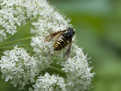 Temnostoma alternans