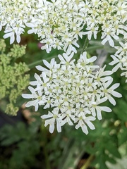 Heracleum sphondylium