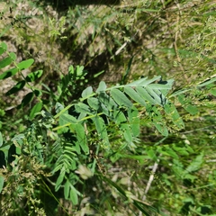 Astragalus canadensis
