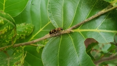 Xylotrechus subscutellatus