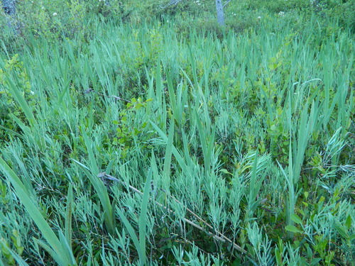Iris versicolor