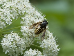 Temnostoma alternans