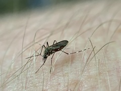 Aedes sierrensis