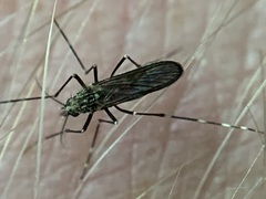 Aedes sierrensis