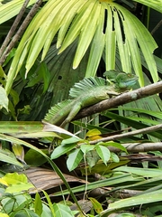 Basiliscus plumifrons