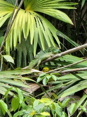 Basiliscus plumifrons