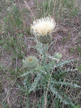 Cirsium canescens