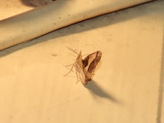 Frederickia hypaethrata