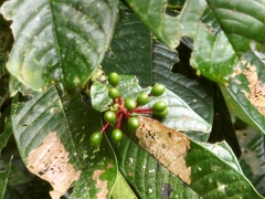 Guatteria amplifolia