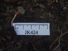Paraisaria gracilioides