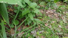 Neurothemis intermedia