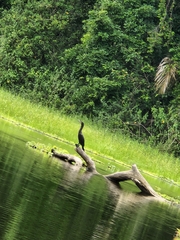 Nannopterum brasilianum