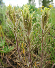 Castilleja pilosa pilosa