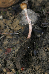 Paraisaria gracilioides