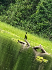Nannopterum brasilianum