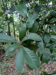 Photinia bodinieri