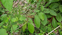 Neurothemis intermedia