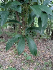 Photinia bodinieri