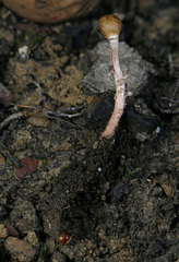 Paraisaria gracilioides