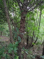 Photinia bodinieri
