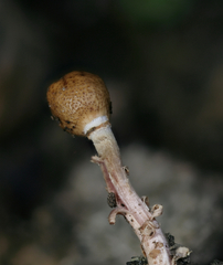 Paraisaria gracilioides