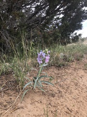 Penstemon angustifolius venosus
