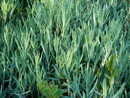 Iris versicolor