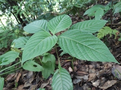 Mussaenda shikokiana