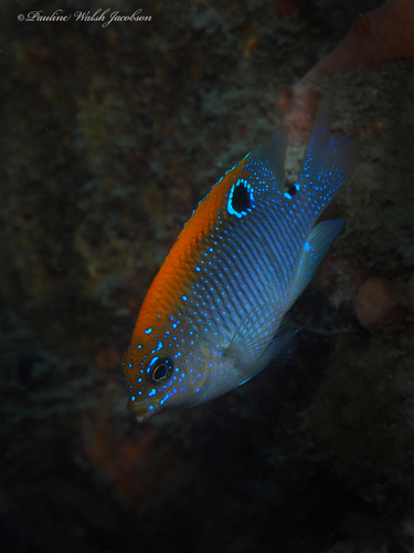 Dusky Damselfish