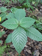 Mussaenda shikokiana
