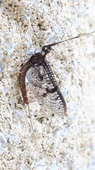 Ephemera vulgata