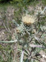 Cirsium hookerianum