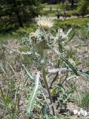 Cirsium hookerianum