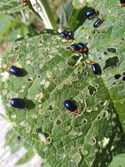 Asphaera abdominalis