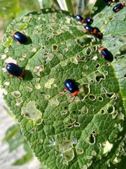 Asphaera abdominalis