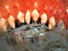 Oreaster reticulatus