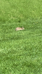 Sylvilagus floridanus