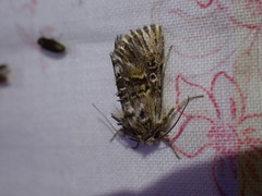 Omphalophana antirrhinii
