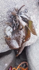 Mazzaella laminarioides