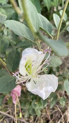 Capparis